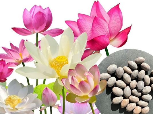 30 Premium Lotus Samen Mix – 3 Farben | Bonsai Lotusblumen für Teich & Schale inkl. Anleitung
