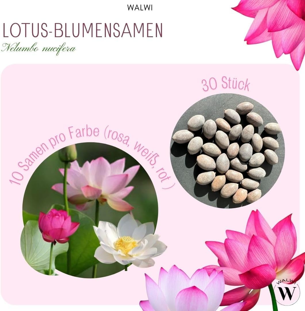 30 Premium Lotus Samen Mix – 3 Farben | Bonsai Lotusblumen für Teich & Schale inkl. Anleitung
