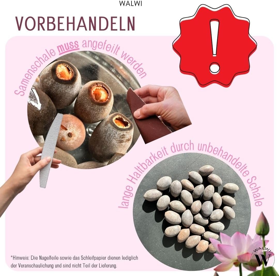 30 Premium Lotus Samen Mix – 3 Farben | Bonsai Lotusblumen für Teich & Schale inkl. Anleitung