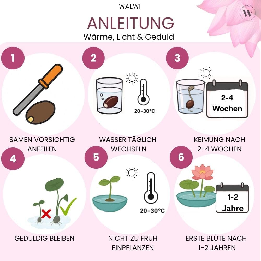 30 Premium Lotus Samen Mix – 3 Farben | Bonsai Lotusblumen für Teich & Schale inkl. Anleitung