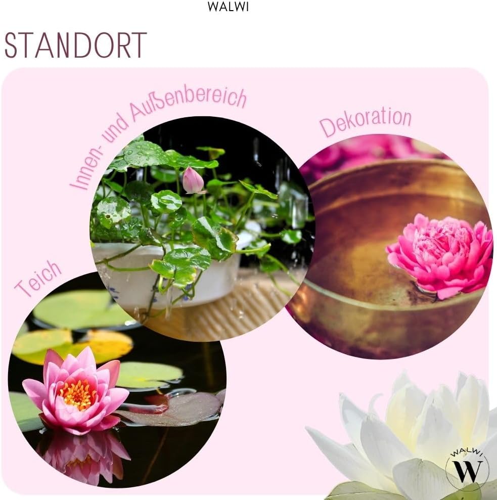 30 Premium Lotus Samen Mix – 3 Farben | Bonsai Lotusblumen für Teich & Schale inkl. Anleitung